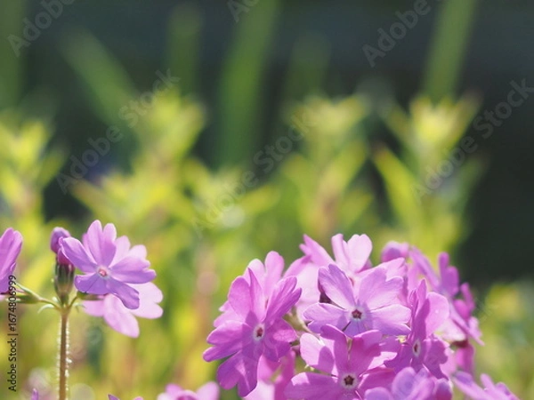 Obraz サクラソウの花とコピースペース