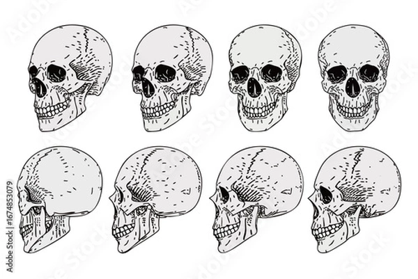 Obraz ガイコツ ベクターイラスト