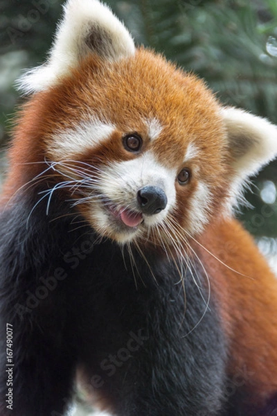 Obraz Red panda bear on tree