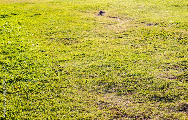Fototapeta Grass field Green grass background with a footpath