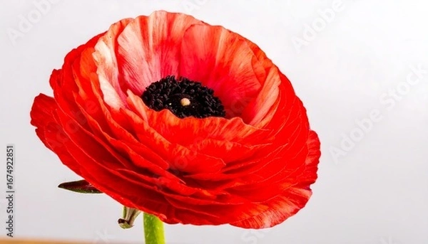 Fototapeta Close-up of a vibrant red ranunculus