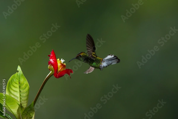 Obraz Colibri, uccello che vola fermato in volo