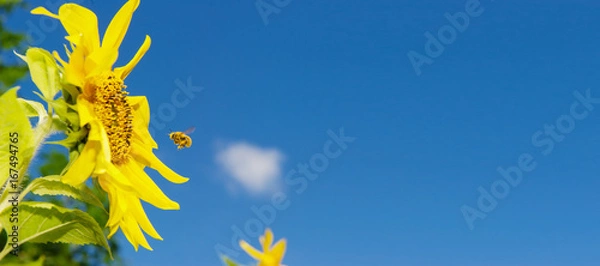 Obraz girasoles con abeja