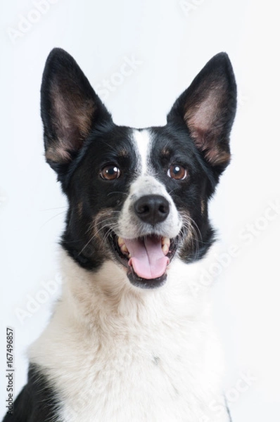 Fototapeta Mixed breed black and white dog at studio