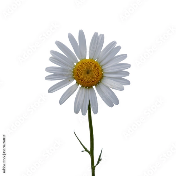 Fototapeta A single white daisy flower with a yellow center on a green stem, isolated on a transparent background