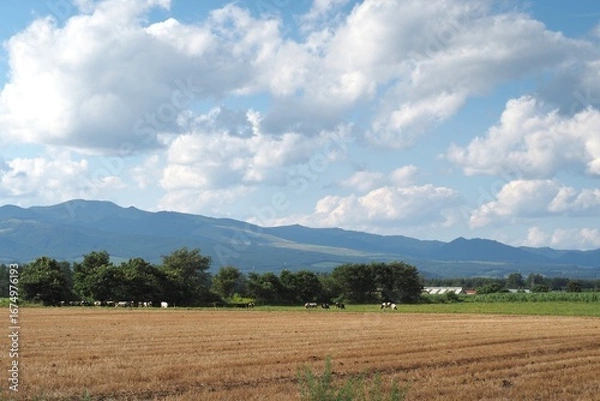 Fototapeta field of wheat and sky