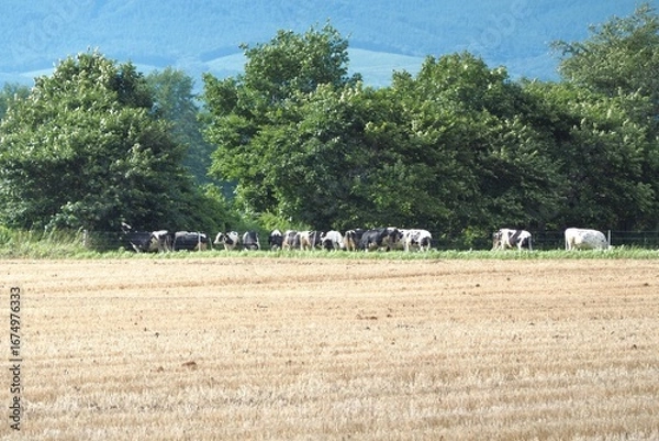 Fototapeta Wheat field with cows
