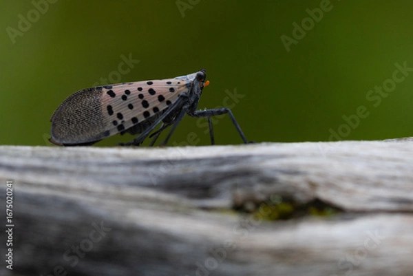 Fototapeta Lantern fly closeup