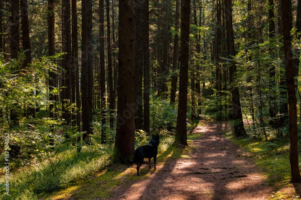 Fototapeta black dog on the alert on path in the forest