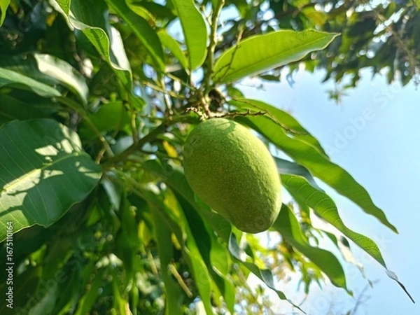Obraz Close-up view from below of a young mango with green leaves against a bright blue sky.