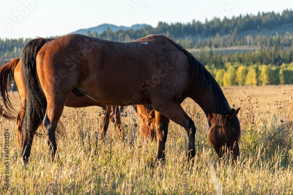 Obraz Brown Horse Grazing in Field with Mountains in Background