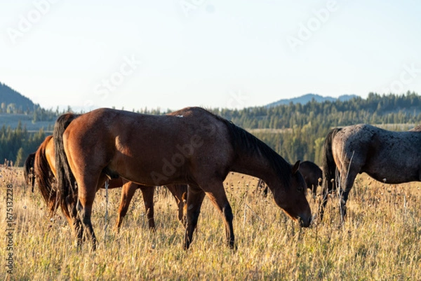 Obraz Horses Grazing Together in Meadow at Golden Hour