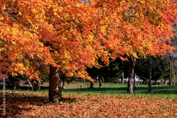 Obraz 北海道平取町、二風谷ダム敷地内の紅葉【10月】