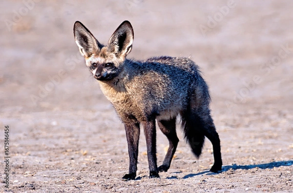 Fototapeta Bat eared fox