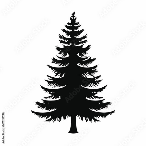 Fototapeta Beautiful evergreen tree creating a graphic natural design element silhouette