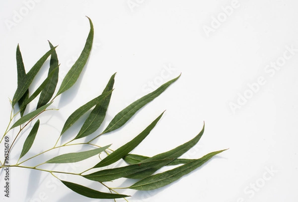 Obraz Nature background - high angle view of eucalyptus leaves on white table with shadows and copy space
