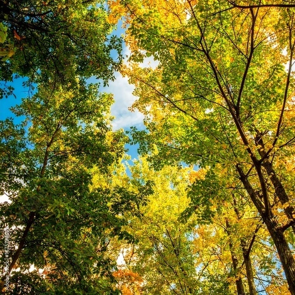 Obraz Autumn Foliage Canopy View
