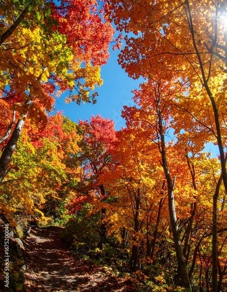 Obraz Autumn Foliage Forest Path