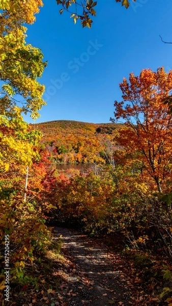 Obraz Autumn Foliage Mountain Path