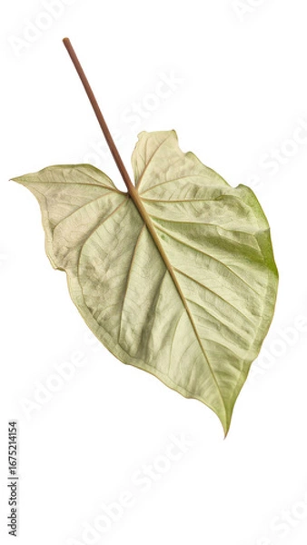 Fototapeta A detailed close-up of a pale, light-green leaf isolated on a transparent background, showcasing intricate veins and a delicate stem.