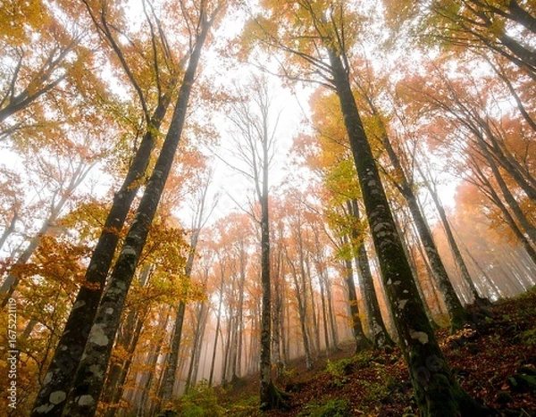 Obraz Autumn Forest Canopy View (4)