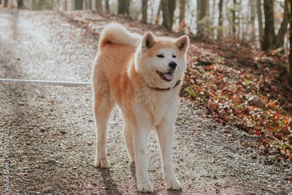 Fototapeta A fluffy Akita dog stands happily on a forest trail with its tongue out, enjoying a walk in nature. Sunlight filters through the trees, highlighting its thick fur and curled tail.