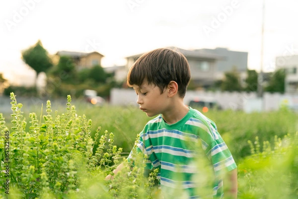 Fototapeta バジルを収穫する男の子