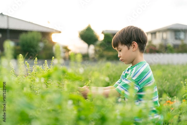 Obraz バジルを収穫する男の子