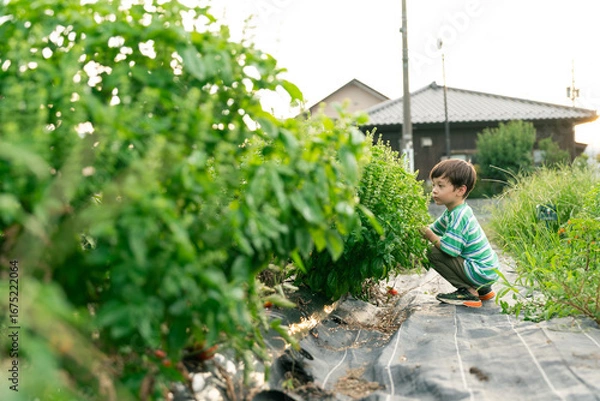 Fototapeta バジルを収穫する男の子
