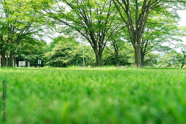 Obraz 芝生のある公園