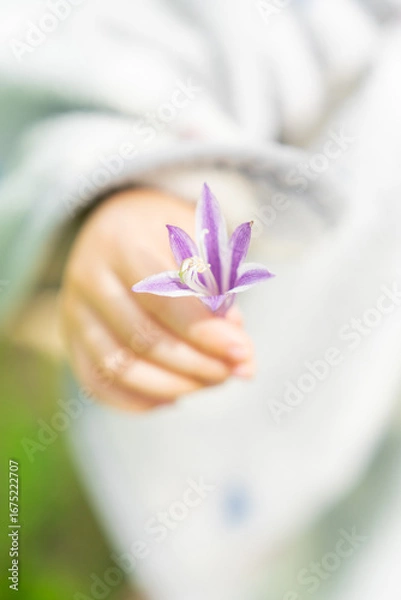 Fototapeta 紫の花を持った幼児
