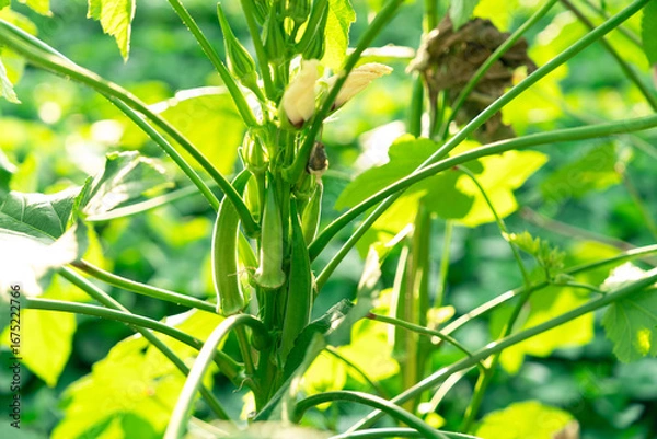 Fototapeta オクラの花と実