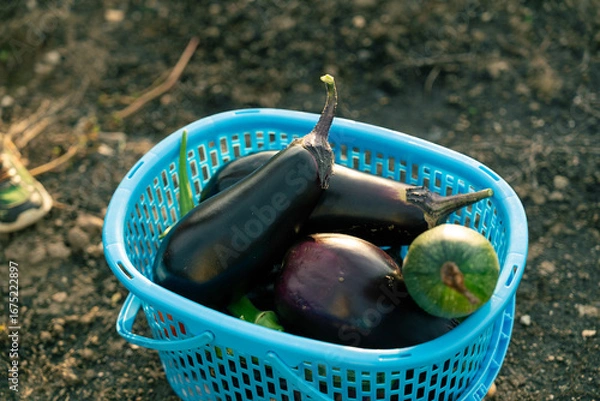 Fototapeta 収穫した夏野菜