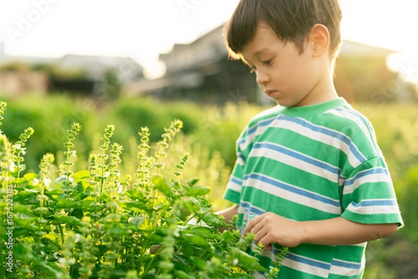 Fototapeta バジルを収穫する男の子