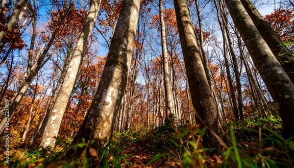 Obraz Autumn Forest Low Angle View