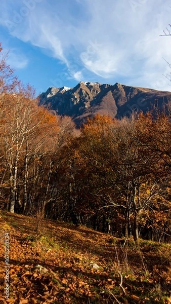 Obraz Autumn Forest Mountain View