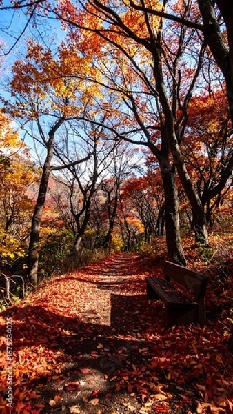 Obraz Autumn Forest Path in Fall