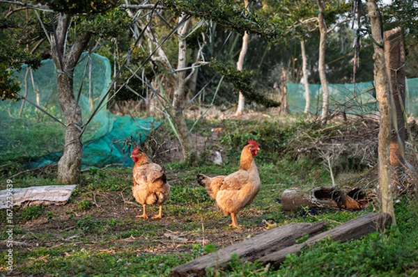 Obraz chicken in the grass