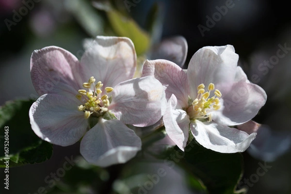 Obraz flowers, blossom