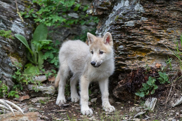 Obraz White Wolf Puppy