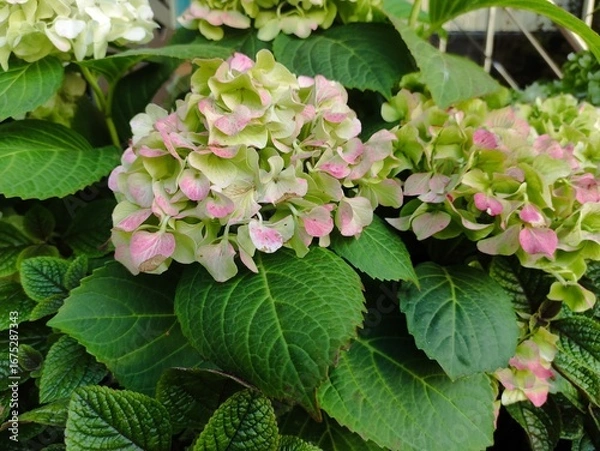 Fototapeta delicate pink  hydrangea flowers