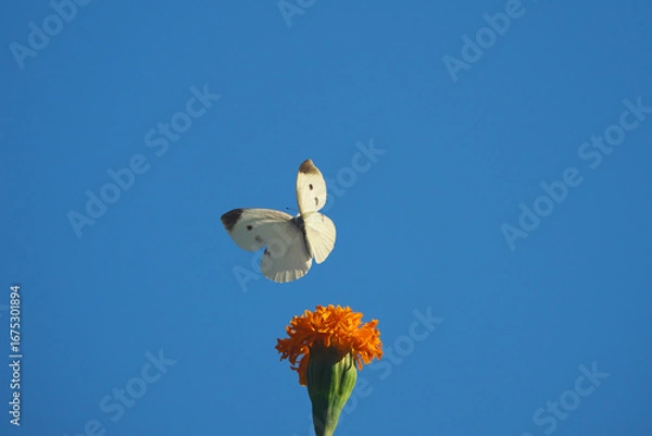 Obraz 花蜜を吸って舞い上がった直後のモンシロチョウ