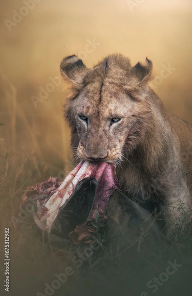 Obraz Lion with meal