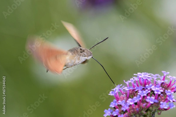 Obraz Hummingbird hawk-moth - Macroglossum stellatarum with Verbena bonariensis