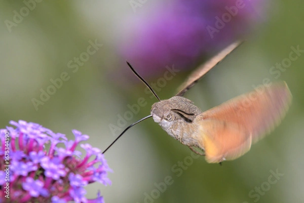 Obraz Hummingbird hawk-moth - Macroglossum stellatarum with Verbena bonariensis