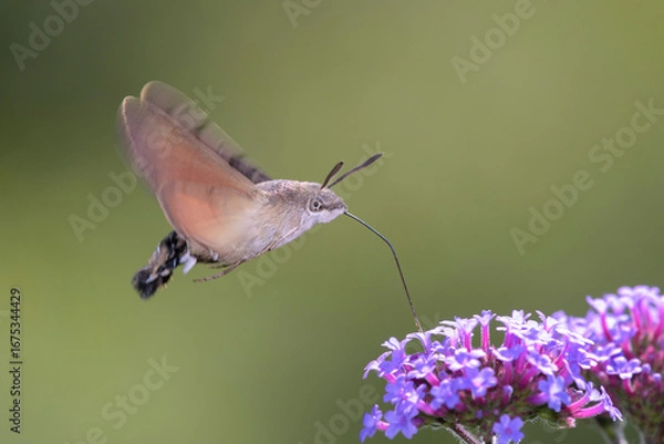 Obraz Hummingbird hawk-moth - Macroglossum stellatarum with Verbena bonariensis