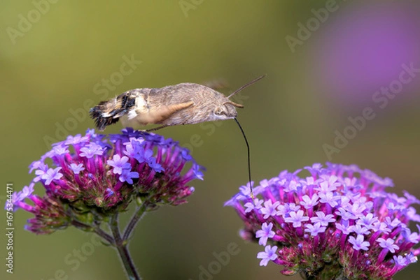Obraz Hummingbird hawk-moth - Macroglossum stellatarum with Verbena bonariensis