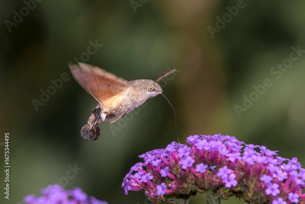 Obraz Hummingbird hawk-moth - Macroglossum stellatarum with Verbena bonariensis