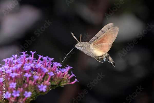 Obraz Hummingbird hawk-moth - Macroglossum stellatarum with Verbena bonariensis