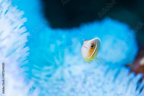 Fototapeta Pink anemonefish